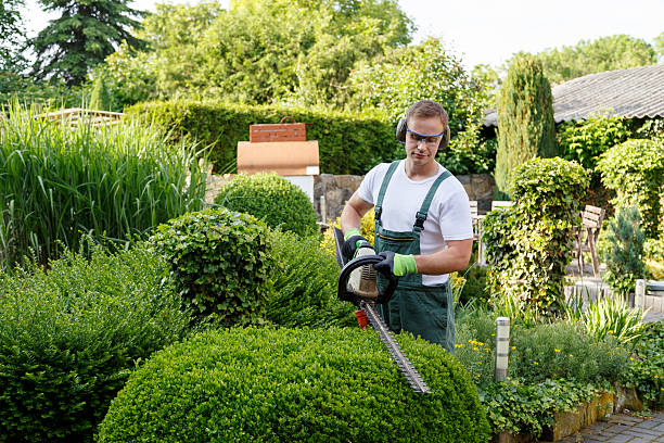 Best Organic Lawn Care Solutions  in USA